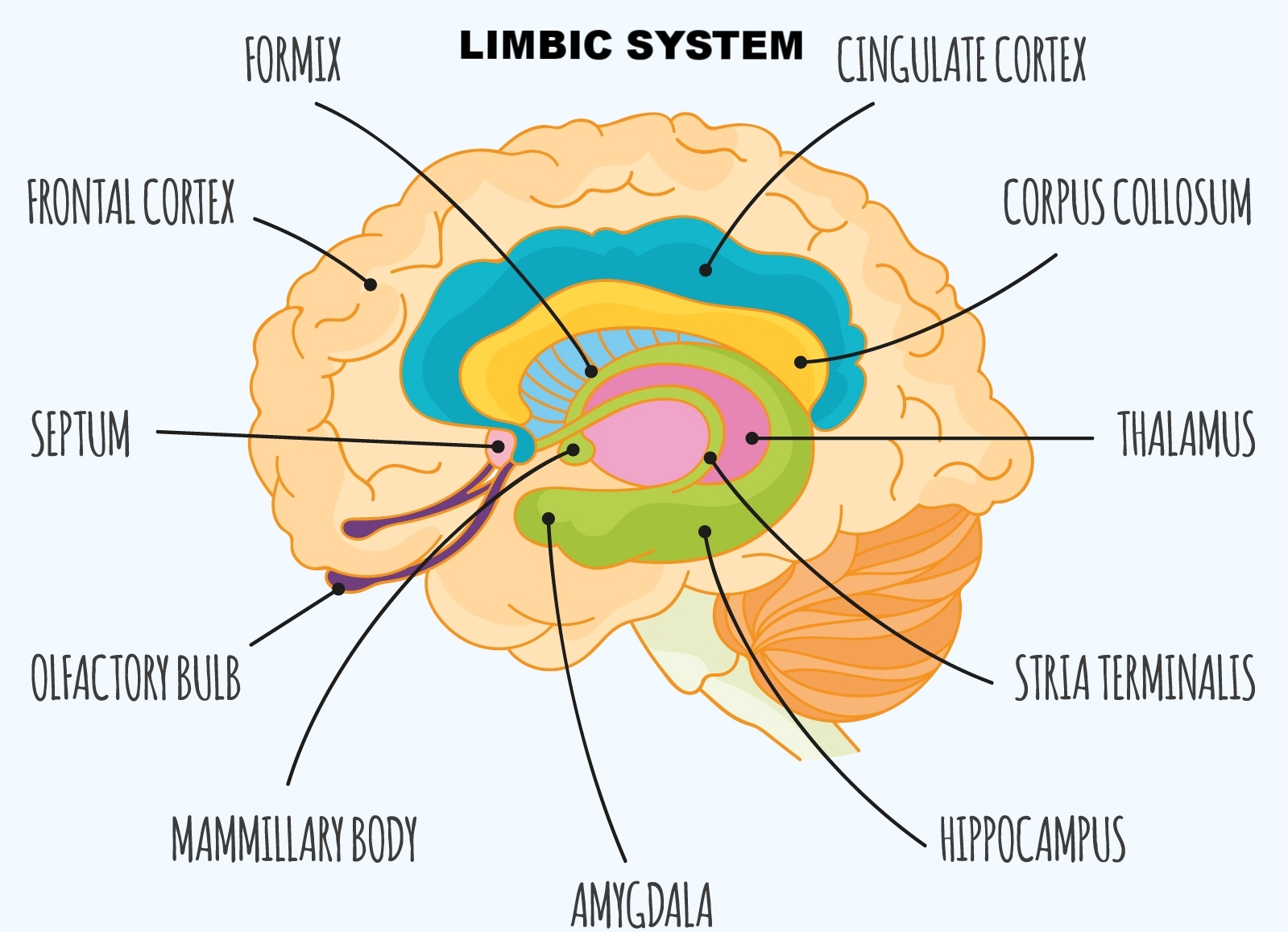 www.freepik.com/free-vector/hand-drawn-infographic-template-of-brain_1001474.htm - Designed by FreepiK