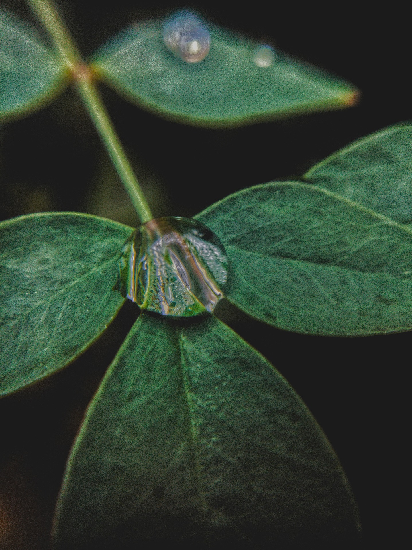 leaf-droplet.jpg