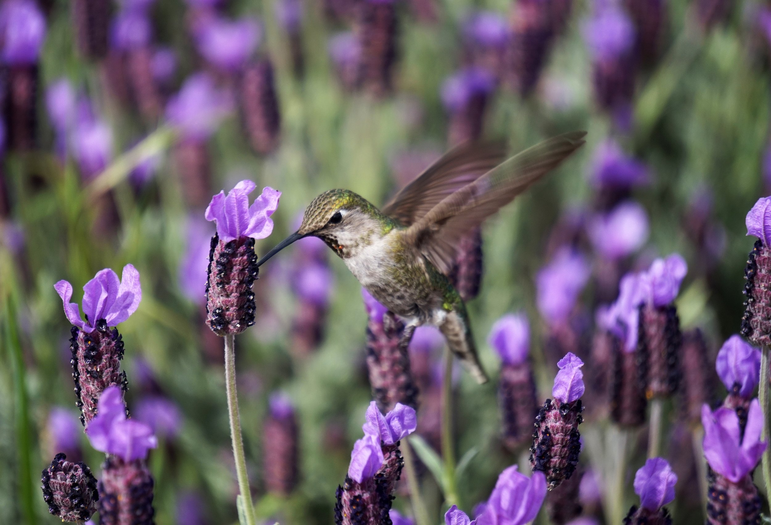 lavender essential oil is produced by a method known as steam distillation. Most essential oils are extracted this way.