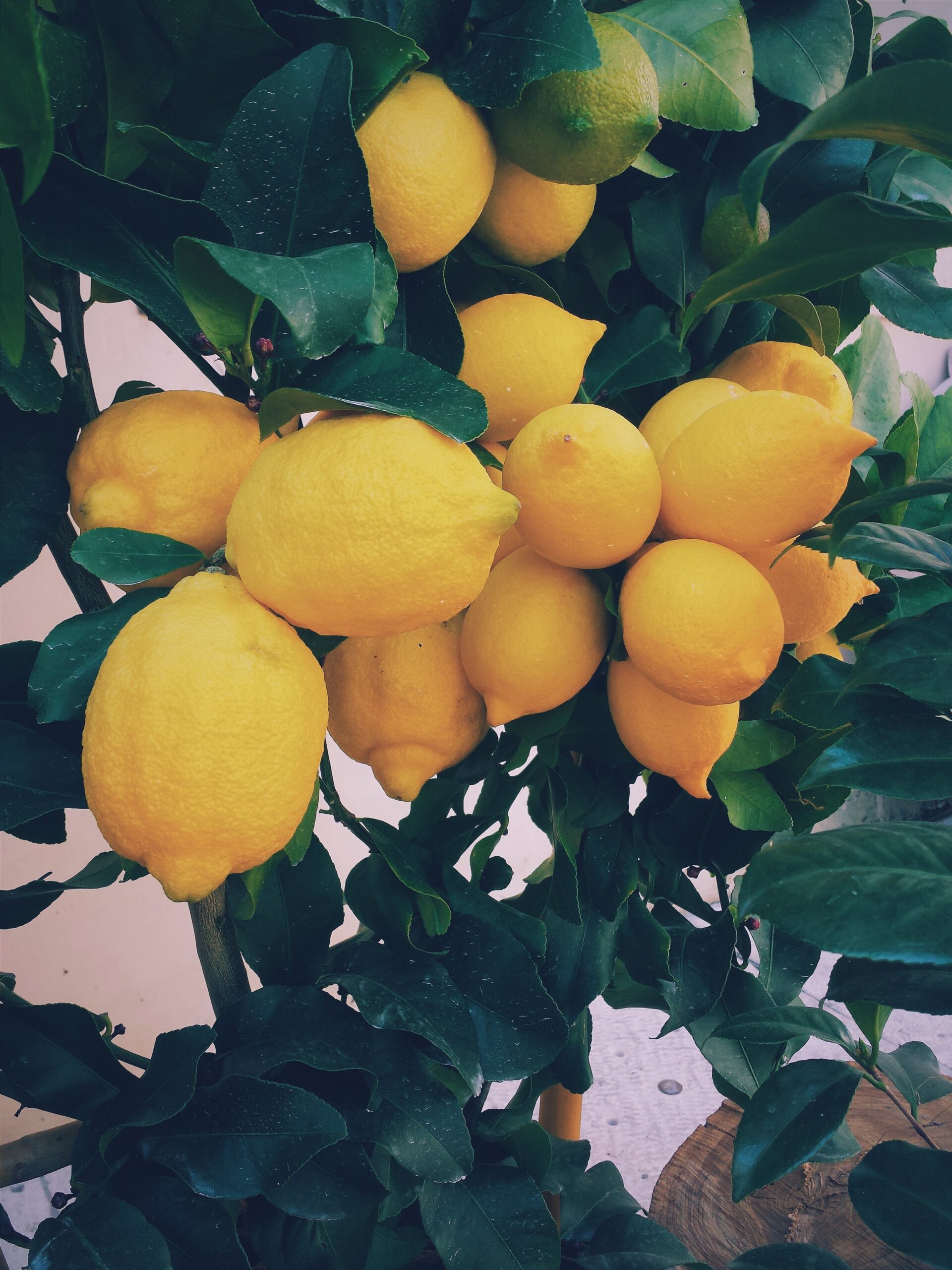 Lemon essential oil is produced by cold pressing lemon peel